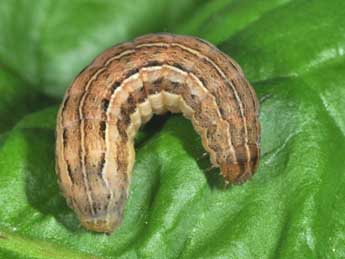  Chenille de Xestia sexstrigata Hw. - �Philippe Mothiron