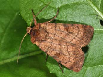 Xestia sexstrigata Hw. adulte - �Philippe Mothiron