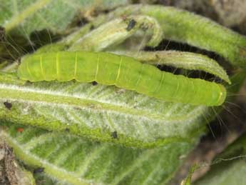  Chenille de Nycteola siculana Fuchs - �Wolfgang Wagner, www.pyrgus.de