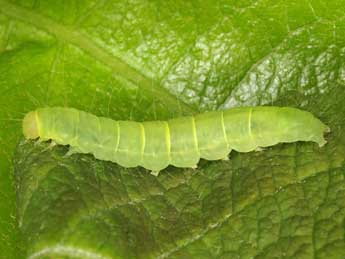  Chenille de Nycteola siculana Fuchs - �Wolfgang Wagner, www.pyrgus.de
