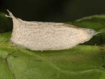  Chrysalide de Nycteola siculana Fuchs - �Wolfgang Wagner, www.pyrgus.de