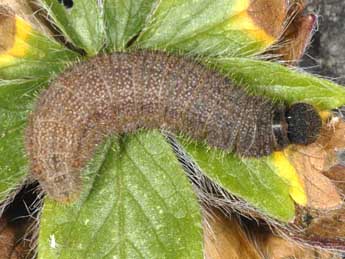  Chenille de Pyrgus sidae Esp. - �Wolfgang Wagner, www.pyrgus.de