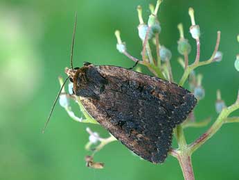 Eugraphe sigma D. & S. adulte - �David Demerg�s