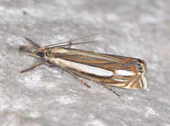 Crambus silvella Hb. adulte - �Philippe Mothiron