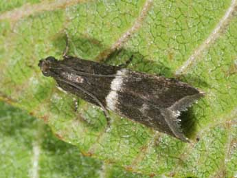 &copy;Philippe Mothiron. Elegia similella Zck.