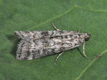 Dioryctria simplicella Hein. adulte - �Philippe Mothiron