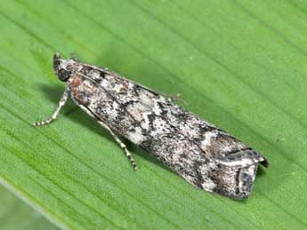 Dioryctria simplicella Hein. adulte - �Philippe Mothiron