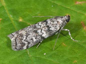 Dioryctria simplicella Hein. adulte - �Philippe Mothiron