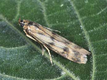 Homoeosoma sinuella F. adulte - �Philippe Mothiron