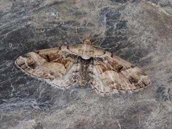 Eupithecia sinuosaria Ev. adulte - �Jean-Claude Grandmaire