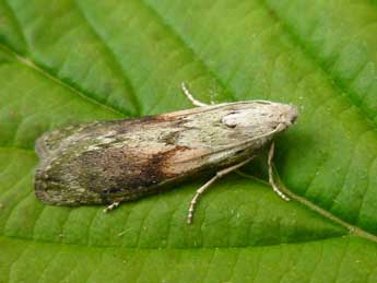 Aphomia sociella L. adulte - �Nicole Lepertel