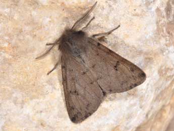 Diaphora sordida Hb. adulte - �Philippe Mothiron