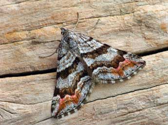 Carsia sororiata Hb. adulte - �Patrick Clement