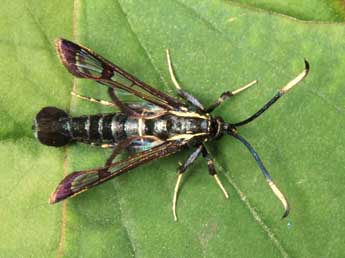 Synanthedon spheciformis D. & S. adulte - �Andr� Lantz