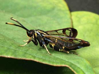 Synanthedon spheciformis D. & S. adulte - �Andr� Lantz