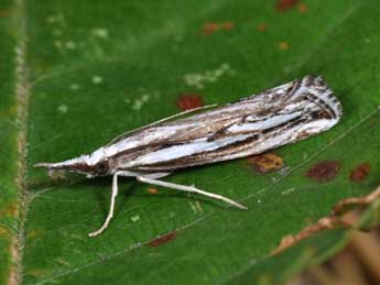 Catoptria staudingeri Z. adulte - �Philippe Mothiron
