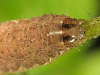  Chenille de Xestia stigmatica Hb. - �Wolfgang Wagner, www.pyrgus.de