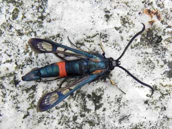 Synanthedon stomoxiformis Hb. adulte - �Philippe Mothiron