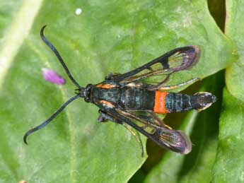 Synanthedon stomoxiformis Hb. adulte - �Philippe Mothiron