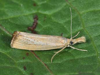 Agriphila straminella D. & S. adulte - �Philippe Mothiron