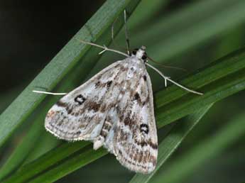 Parapoynx stratiotata L. adulte - �Philippe Mothiron