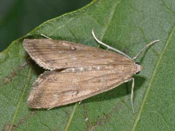 Parapoynx stratiotata L. adulte - �Philippe Mothiron