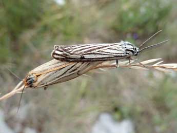 Spiris striata L. adulte - �Tristan Lafranchis