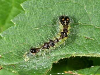  Chenille de Acronicta strigosa D. & S. - �Philippe Mothiron