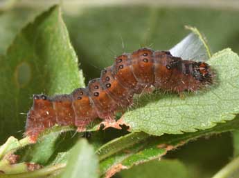  Chenille de Acronicta strigosa D. & S. - �Philippe Mothiron