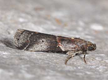 Acrobasis suavella Zck. adulte - �Philippe Mothiron