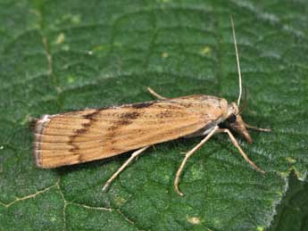 Pediasia subflavellus Dup. adulte - �Philippe Mothiron