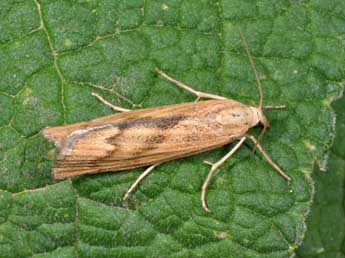 Pediasia subflavellus Dup. adulte - �Philippe Mothiron