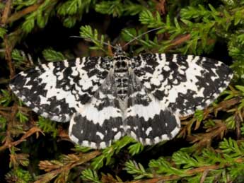 &copy;Wolfgang Wagner, <a target='blank' href='http://www.pyrgus.de'>www.pyrgus.de</a> . Rheumaptera subhastata Nolck.