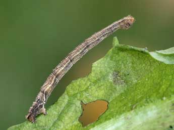  Chenille de Idaea subsericeata Hw. - �Lionel Taurand