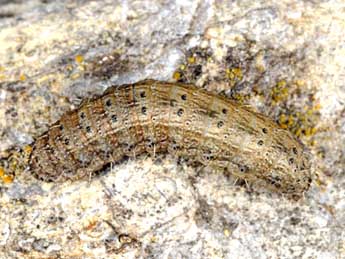  Chenille de Hoplodrina superstes O. - �Wolfgang Wagner, www.pyrgus.de