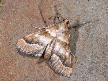 Metasia suppandalis Hb. adulte - �Philippe Mothiron