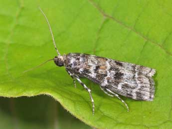 &copy;Philippe Mothiron. Dioryctria sylvestrella Rtzbg