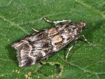 Dioryctria sylvestrella Rtzbg adulte - �Philippe Mothiron