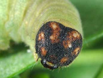  Chenille de Erynnis tages L. - �Wolfgang Wagner, www.pyrgus.de