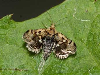 Titanio tarraconensis Ler. & Luq adulte - �David Demerg�s