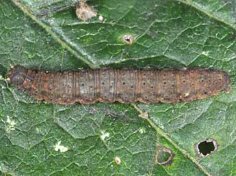  Chenille de Herminia tarsipennalis Tr. - �Wolfgang Wagner, www.pyrgus.de
