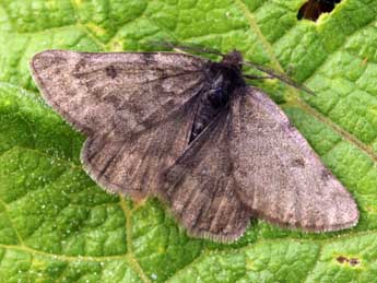 Sciadia tenebraria Esp. adulte - �Daniel Morel