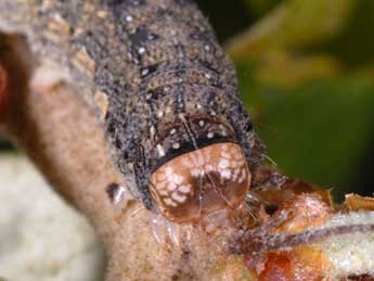  Chenille de Dryobotodes tenebrosa Esp. - �Wolfgang Wagner, www.pyrgus.de