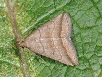 Herminia tenuialis Rbl adulte - �Philippe Mothiron