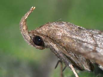 Herminia tenuialis Rbl adulte - �Philippe Mothiron