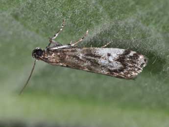 Assara terebrella Zck. adulte - �Philippe Mothiron