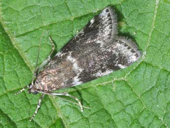 Assara terebrella Zck. adulte - �Philippe Mothiron