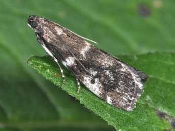 Assara terebrella Zck. adulte - �Philippe Mothiron