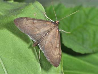 Anania terrealis Tr. adulte - �Philippe Mothiron