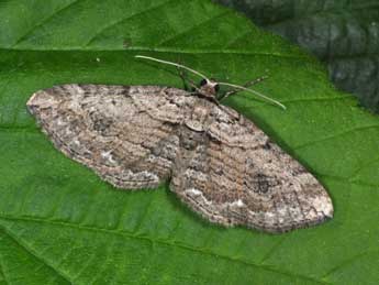 Horisme tersata D. & S. adulte - �Philippe Mothiron